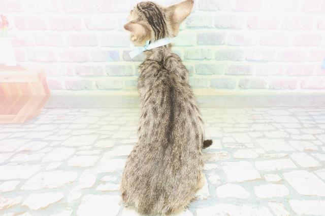 東京都のエジプシャンマウ (Coo&RIKU高円寺店/2026年6月18日生まれ/男の子/ブロンズ)の子猫の4枚目の画像