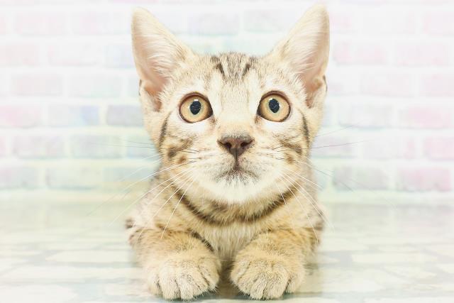 秋田県のベンガル (Coo&RIKU秋田店/2026年6月21日生まれ/女の子/ブラウンスポットタビー)の子猫の1枚目の画像
