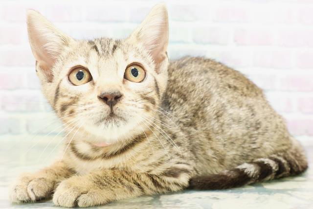 秋田県のベンガル (Coo&RIKU秋田店/2026年6月21日生まれ/女の子/ブラウンスポットタビー)の子猫の2枚目の画像