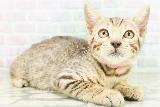 秋田県のベンガル (Coo&RIKU秋田店/2026年6月21日生まれ/女の子/ブラウンスポットタビー)の子猫の3枚目の画像
