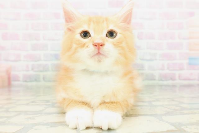 ノルウェージャン・フォレストキャット