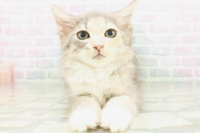 ノルウェージャン・フォレストキャット