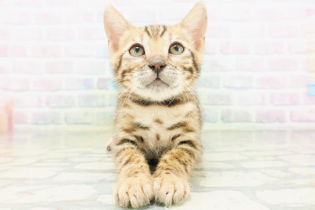 石川県のベンガル (Coo&RIKU金沢店/2026年7月3日生まれ/男の子/ブラウンスポットタビー)の子猫の1枚目の画像