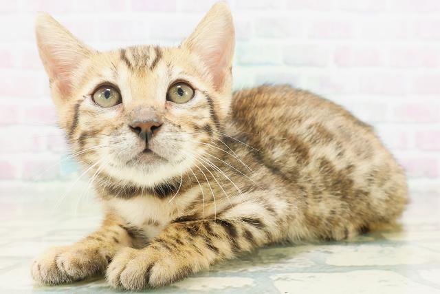 石川県のベンガル (Coo&RIKU金沢店/2026年7月3日生まれ/男の子/ブラウンスポットタビー)の子猫の2枚目の画像