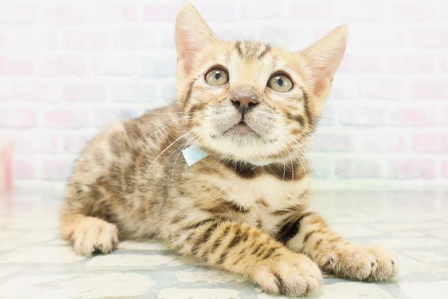 石川県のベンガル (Coo&RIKU金沢店/2026年7月3日生まれ/男の子/ブラウンスポットタビー)の子猫の3枚目の画像