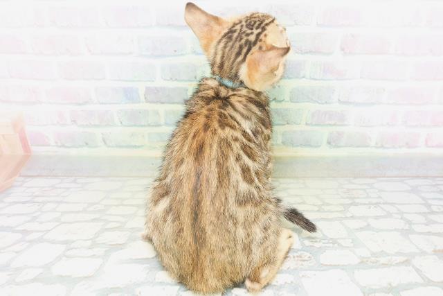石川県のベンガル (Coo&RIKU金沢店/2026年7月3日生まれ/男の子/ブラウンスポットタビー)の子猫の4枚目の画像