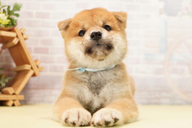 柴犬