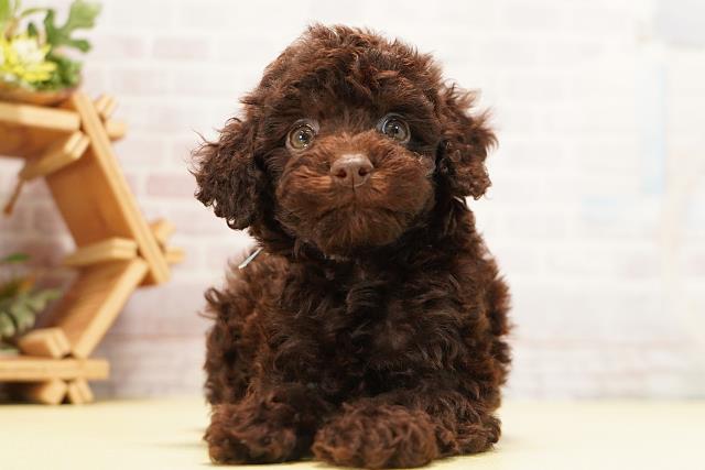 愛知県のトイプードル(トイ) (Coo&RIKU岡崎店/2026年7月12日生まれ/男の子/ブラウン)の子犬の1枚目の画像