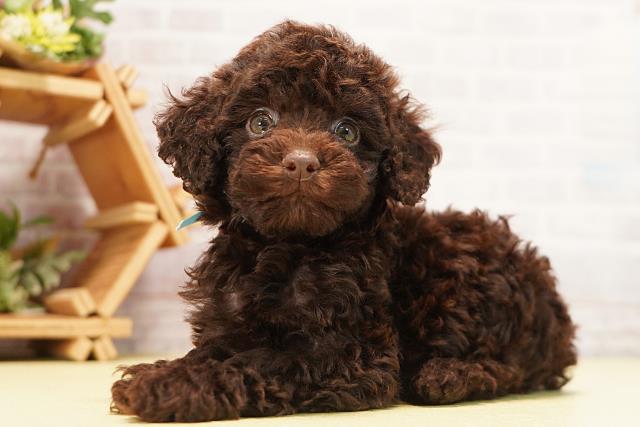 愛知県のトイプードル(トイ) (Coo&RIKU岡崎店/2026年7月12日生まれ/男の子/ブラウン)の子犬の3枚目の画像