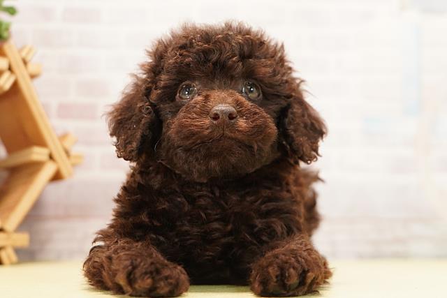 愛知県のトイプードル(トイ) (Coo&RIKU豊田店/2026年7月12日生まれ/男の子/ブラウン)の子犬の1枚目の画像