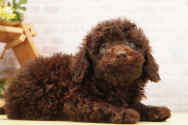 愛知県のトイプードル(トイ) (Coo&RIKU豊田店/2026年7月12日生まれ/男の子/ブラウン)の子犬の2枚目の画像
