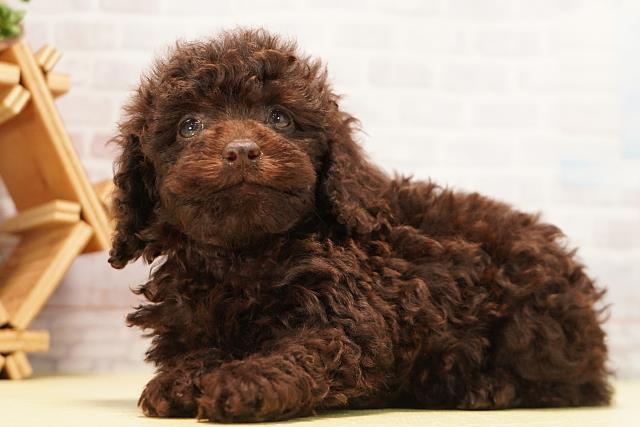 愛知県のトイプードル(トイ) (Coo&RIKU豊田店/2026年7月12日生まれ/男の子/ブラウン)の子犬の3枚目の画像