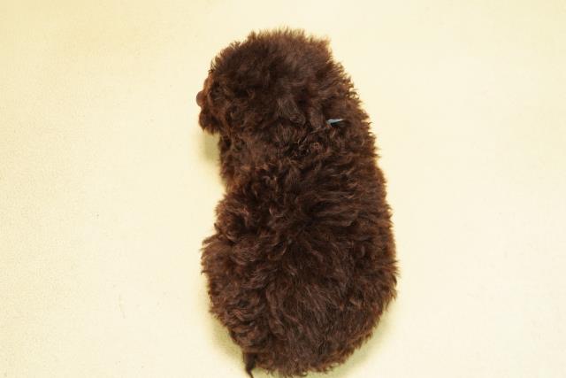 愛知県のトイプードル(トイ) (Coo&RIKU豊田店/2026年7月12日生まれ/男の子/ブラウン)の子犬の4枚目の画像