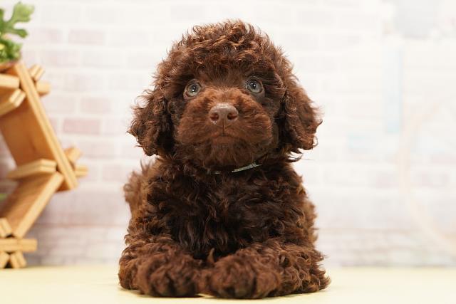 愛知県のトイプードル(トイ) (Coo&RIKU東海店/2026年7月12日生まれ/男の子/ブラウン)の子犬の1枚目の画像