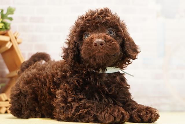 愛知県のトイプードル(トイ) (Coo&RIKU東海店/2026年7月12日生まれ/男の子/ブラウン)の子犬の2枚目の画像
