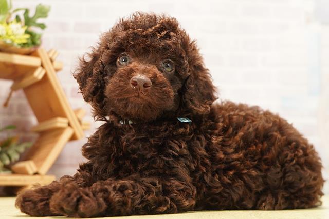 愛知県のトイプードル(トイ) (Coo&RIKU東海店/2026年7月12日生まれ/男の子/ブラウン)の子犬の3枚目の画像