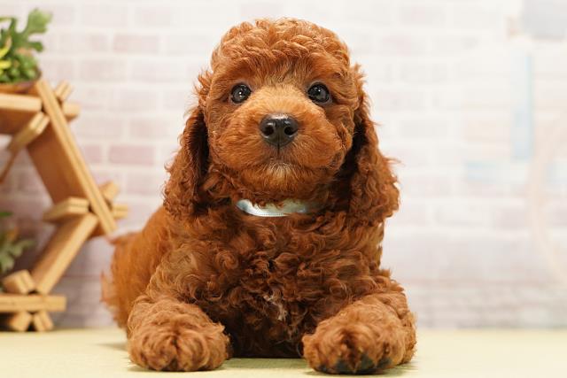 愛知県のトイプードル(トイ) (Coo&RIKU半田店/2026年7月10日生まれ/男の子/レッド)の子犬の1枚目の画像