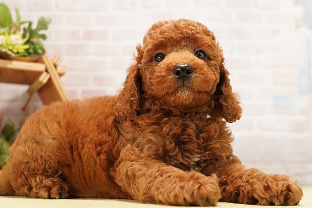 愛知県のトイプードル(トイ) (Coo&RIKU半田店/2026年7月10日生まれ/男の子/レッド)の子犬の2枚目の画像
