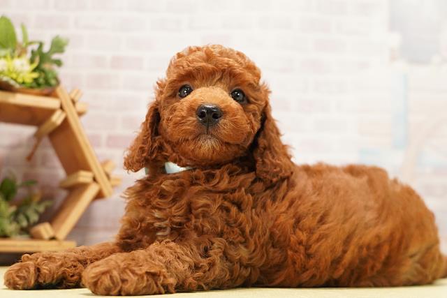 愛知県のトイプードル(トイ) (Coo&RIKU半田店/2026年7月10日生まれ/男の子/レッド)の子犬の3枚目の画像