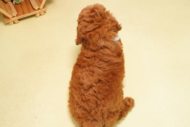 愛知県のトイプードル(トイ) (Coo&RIKU半田店/2026年7月10日生まれ/男の子/レッド)の子犬の4枚目の画像