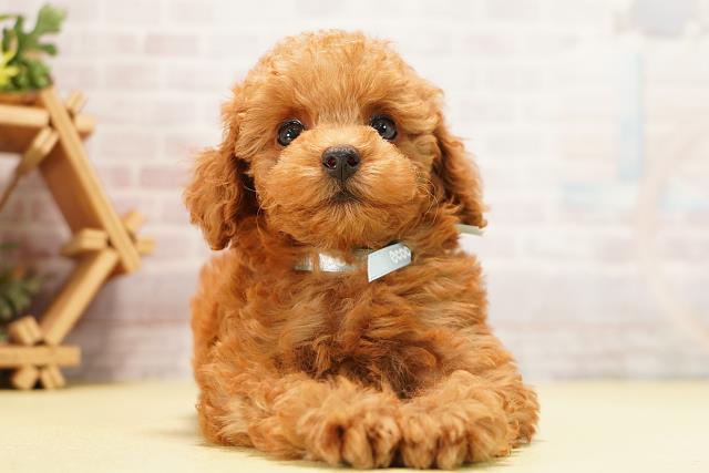 愛知県のトイプードル(トイ) (Coo&RIKU名古屋みなと店/2026年7月10日生まれ/男の子/レッド)の子犬の1枚目の画像
