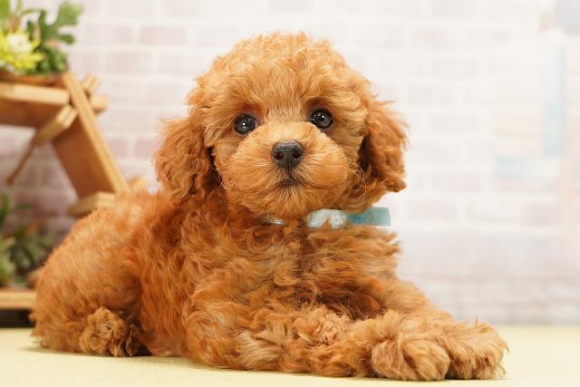 愛知県のトイプードル(トイ) (Coo&RIKU名古屋みなと店/2026年7月10日生まれ/男の子/レッド)の子犬の2枚目の画像