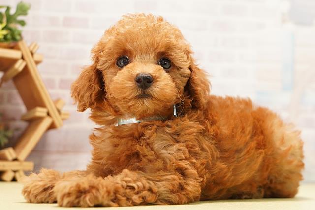 愛知県のトイプードル(トイ) (Coo&RIKU名古屋みなと店/2026年7月10日生まれ/男の子/レッド)の子犬の3枚目の画像