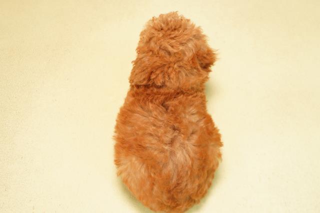 愛知県のトイプードル(トイ) (Coo&RIKU名古屋みなと店/2026年7月10日生まれ/男の子/レッド)の子犬の4枚目の画像