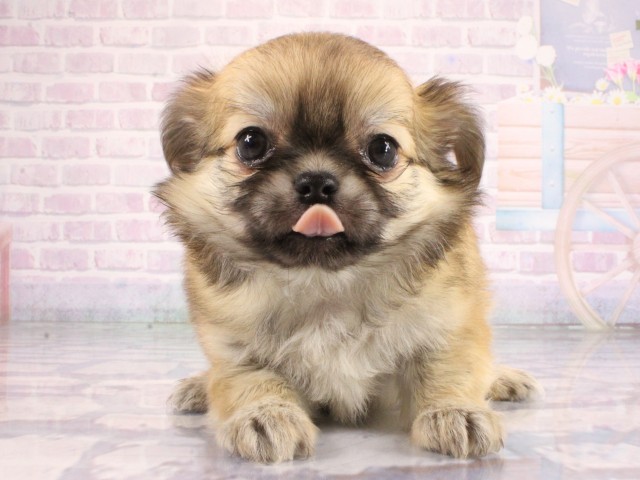 兵庫県のチワワ(ロング) (Coo&RIKU神戸東灘店/2026年7月11日生まれ/男の子/レッド)の子犬の1枚目の画像