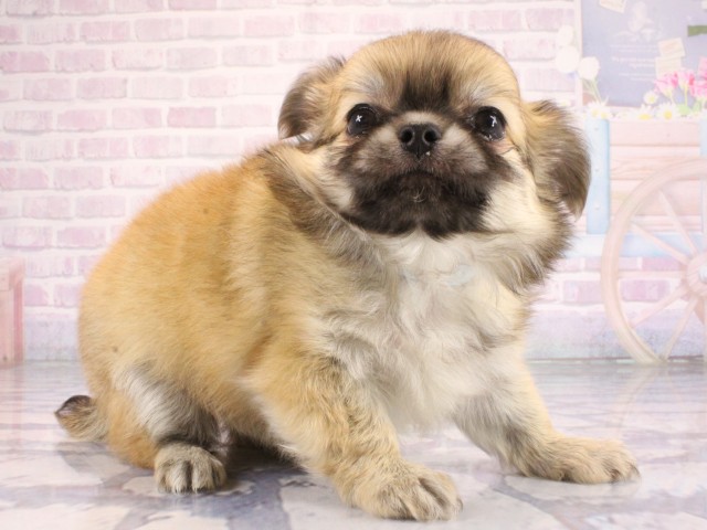 兵庫県のチワワ(ロング) (Coo&RIKU神戸東灘店/2026年7月11日生まれ/男の子/レッド)の子犬の2枚目の画像