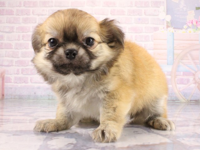 兵庫県のチワワ(ロング) (Coo&RIKU神戸東灘店/2026年7月11日生まれ/男の子/レッド)の子犬の3枚目の画像
