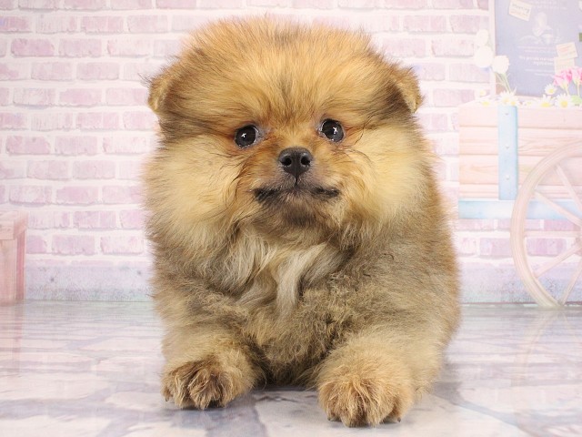 兵庫県のポメラニアン (Coo&RIKU尼崎店/2026年7月11日生まれ/女の子/オレンジ)の子犬の1枚目の画像