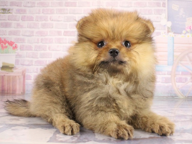 兵庫県のポメラニアン (Coo&RIKU尼崎店/2026年7月11日生まれ/女の子/オレンジ)の子犬の2枚目の画像
