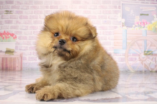 兵庫県のポメラニアン (Coo&RIKU尼崎店/2026年7月11日生まれ/女の子/オレンジ)の子犬の3枚目の画像