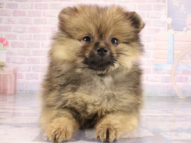 滋賀県のポメラニアン (Coo&RIKU東近江店/2026年7月11日生まれ/女の子/オレンジセーブル)の子犬の1枚目の画像