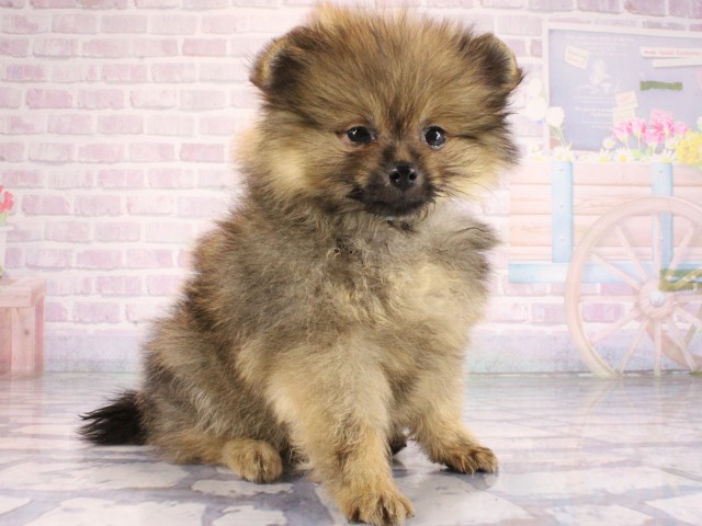 滋賀県のポメラニアン (Coo&RIKU東近江店/2026年7月11日生まれ/女の子/オレンジセーブル)の子犬の3枚目の画像