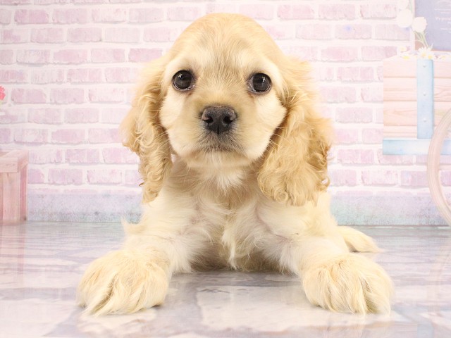 アメリカン・コッカースパニエルの子犬（メス♀） アヤハディオ水口店