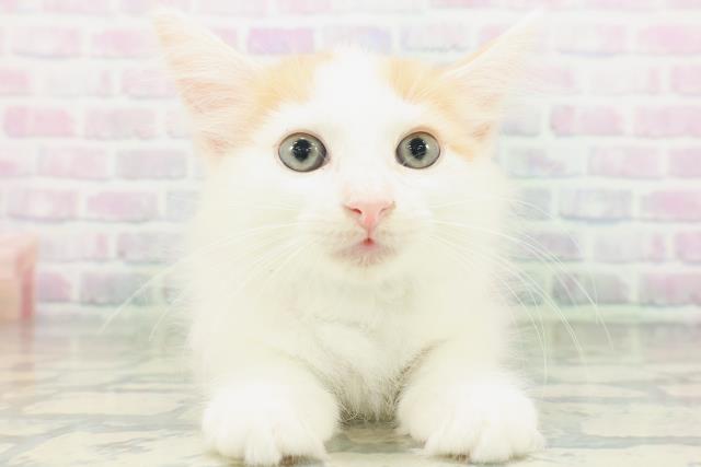 ノルウェージャン・フォレストキャット
