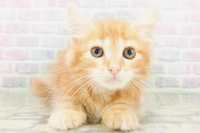 ノルウェージャン・フォレストキャット