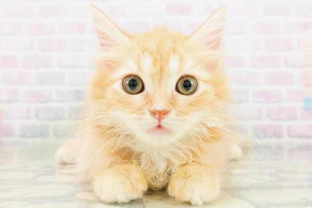 茨城県のミヌエット (Coo&RIKU牛久店/2026年7月12日生まれ/男の子/レッドタビー)の子猫の1枚目の画像
