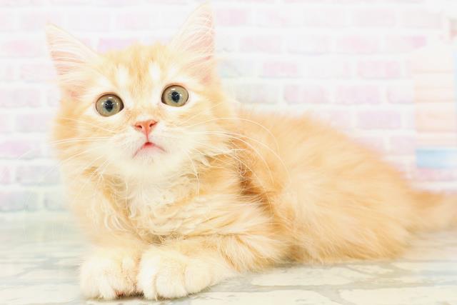 茨城県のミヌエット (Coo&RIKU牛久店/2026年7月12日生まれ/男の子/レッドタビー)の子猫の2枚目の画像