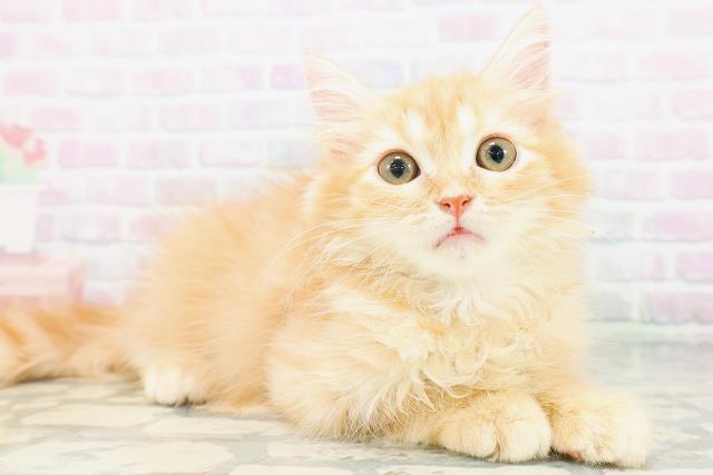 茨城県のミヌエット (Coo&RIKU牛久店/2026年7月12日生まれ/男の子/レッドタビー)の子猫の3枚目の画像