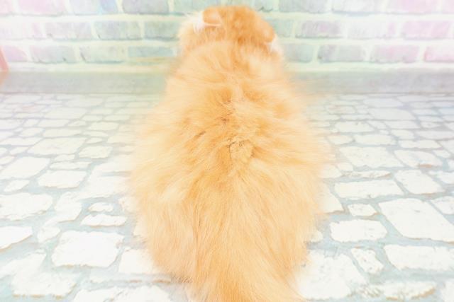 茨城県のミヌエット (Coo&RIKU牛久店/2026年7月12日生まれ/男の子/レッドタビー)の子猫の4枚目の画像