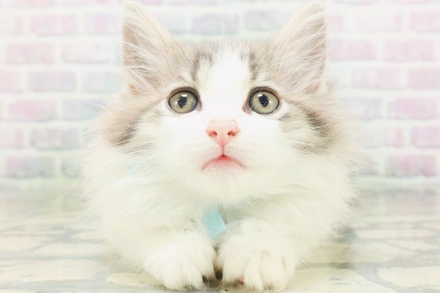 ノルウェージャン・フォレストキャット