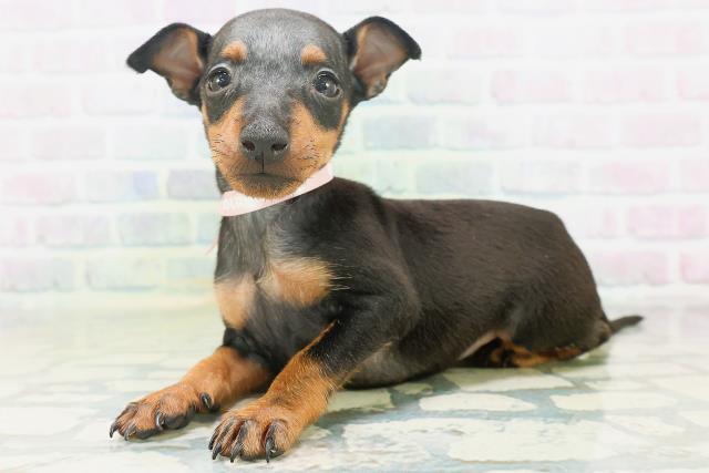 兵庫県のトイマンチェスターテリア (Coo&RIKU丹波店/2026年7月13日生まれ/女の子/ブラックタン)の子犬の2枚目の画像