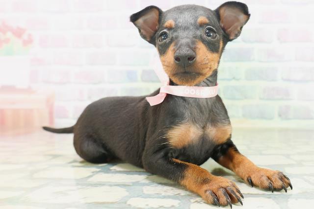 兵庫県のトイマンチェスターテリア (Coo&RIKU丹波店/2026年7月13日生まれ/女の子/ブラックタン)の子犬の3枚目の画像