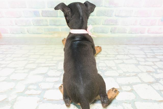 兵庫県のトイマンチェスターテリア (Coo&RIKU丹波店/2026年7月13日生まれ/女の子/ブラックタン)の子犬の4枚目の画像