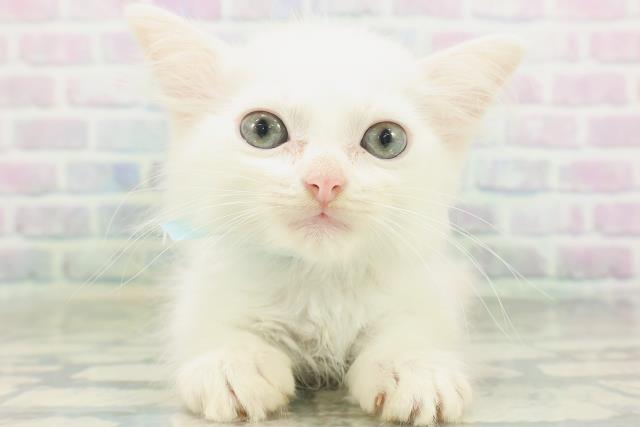 マンチカン（長足）