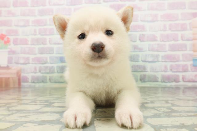 柴犬