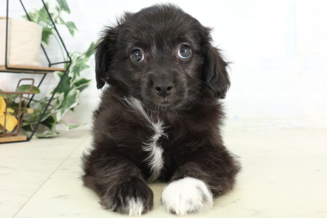 MIX(ハーフ)